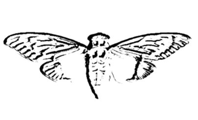 Cicada_3301_logo_1_-removebg-preview.png